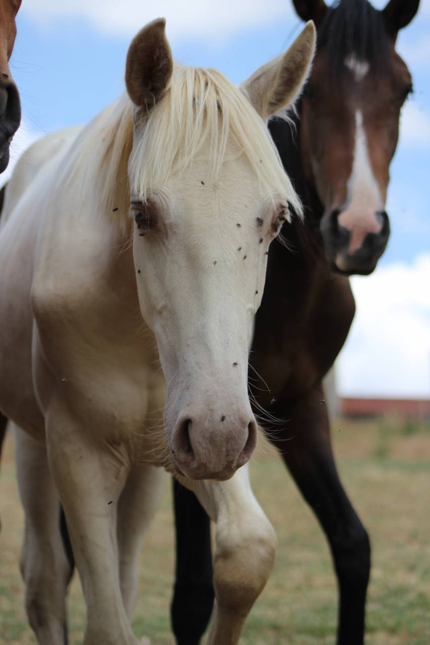Caballo castrado PRE Pura Raza Espa&ntilde;ola En venta 2025 Cremello