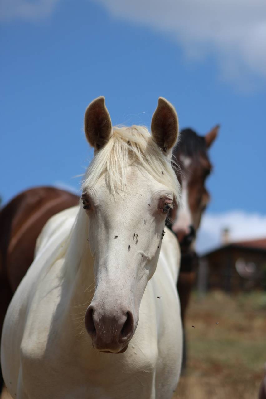 Caballo castrado PRE Pura Raza Espa&ntilde;ola En venta 2025 Cremello