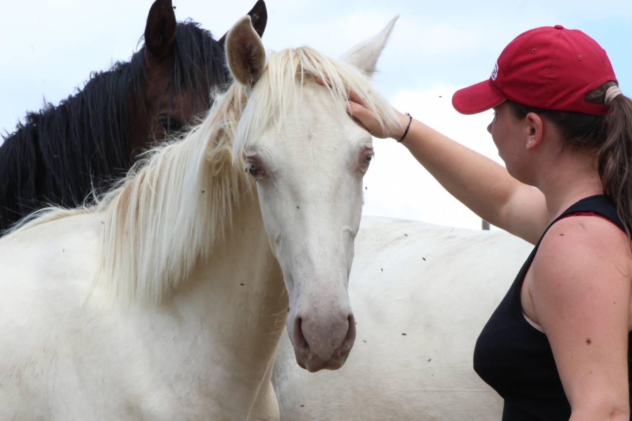 Caballo castrado PRE Pura Raza Espa&ntilde;ola En venta 2025 Cremello