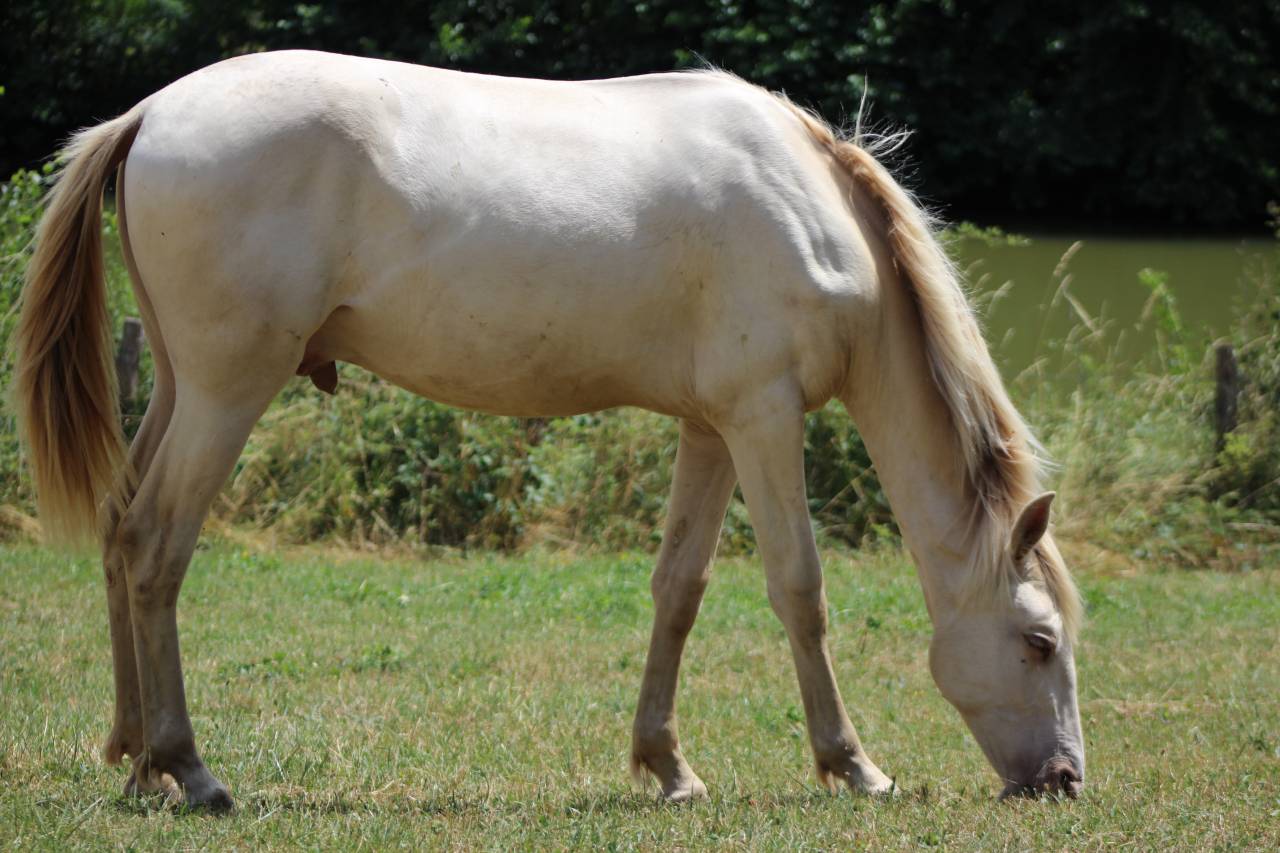 Caballo castrado PRE Pura Raza Espa&ntilde;ola En venta 2025 Cremello