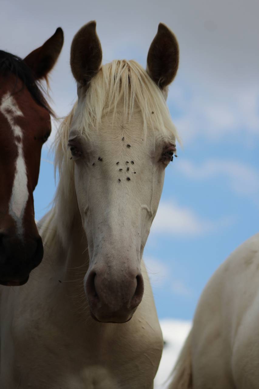 Caballo castrado PRE Pura Raza Espa&ntilde;ola En venta 2025 Cremello