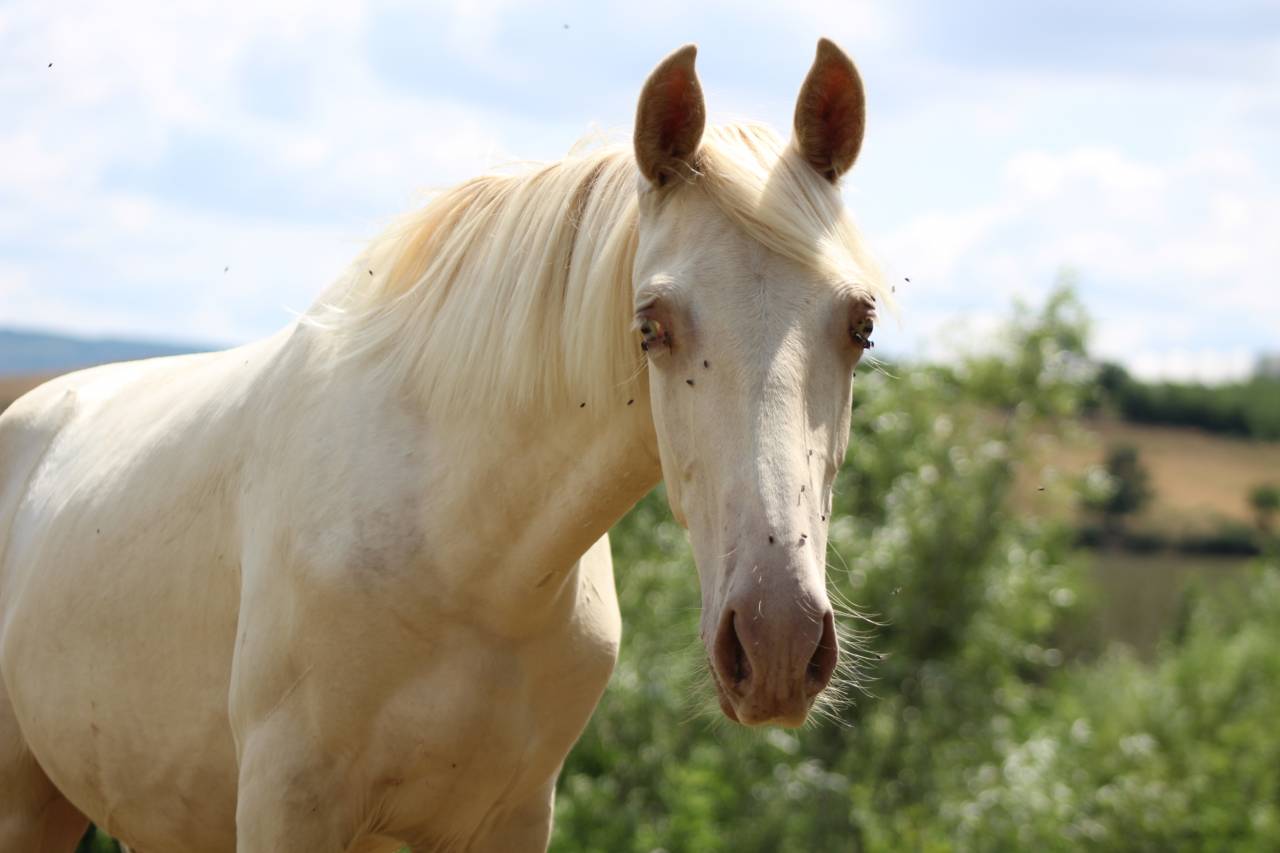 Caballo castrado PRE Pura Raza Espa&ntilde;ola En venta 2025 Cremello