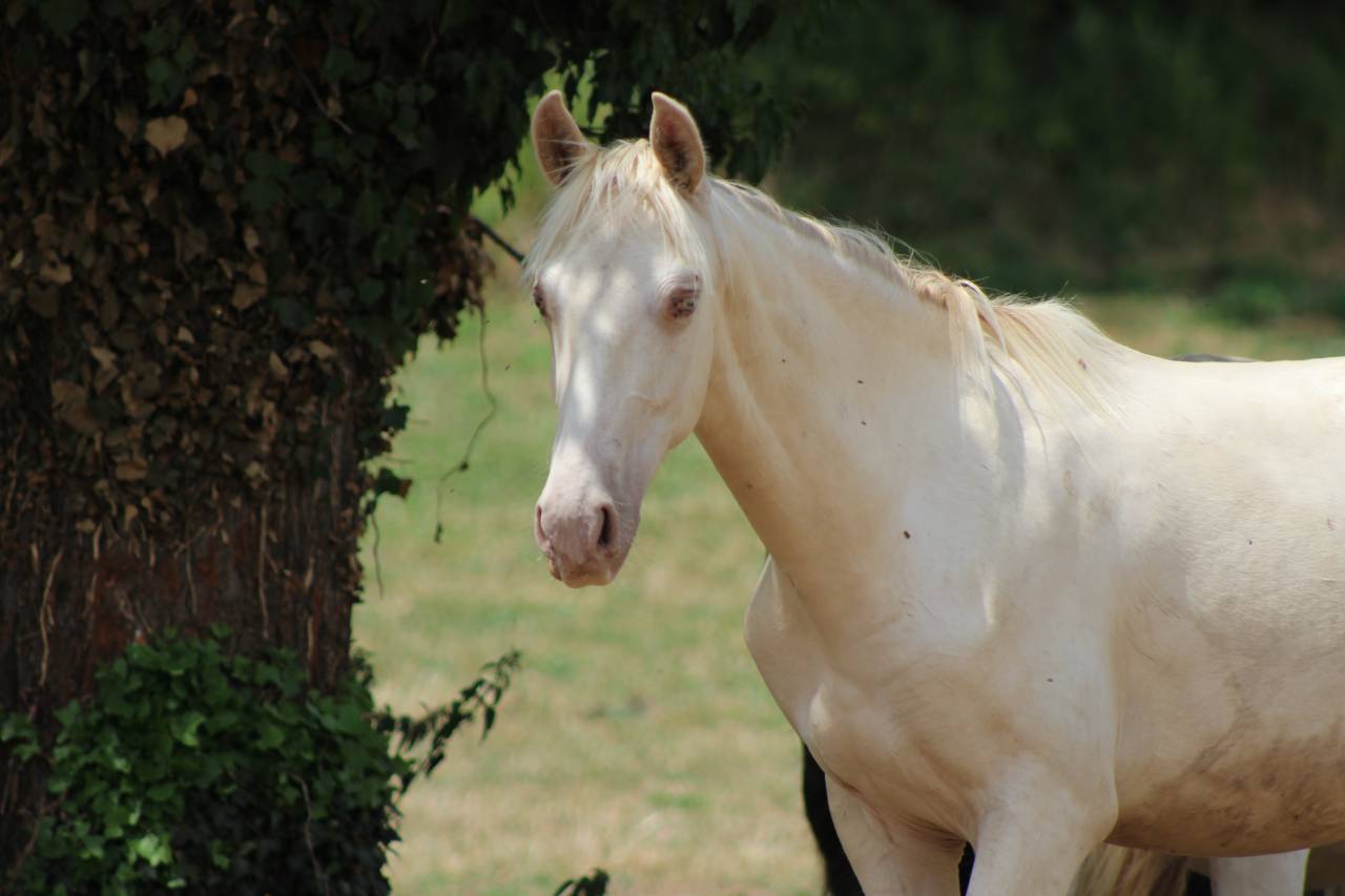 Caballo castrado PRE Pura Raza Espa&ntilde;ola En venta 2025 Cremello