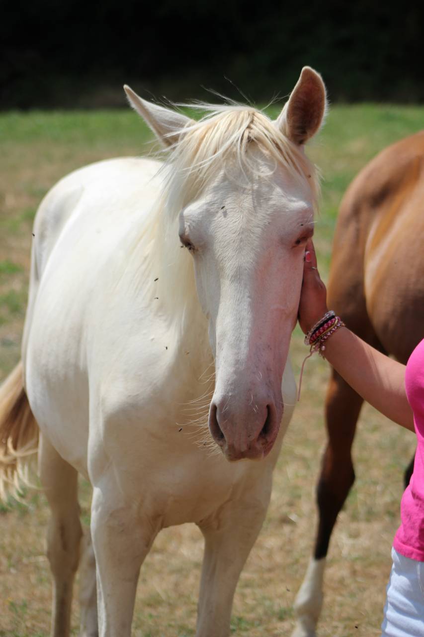 Caballo castrado PRE Pura Raza Espa&ntilde;ola En venta 2025 Cremello