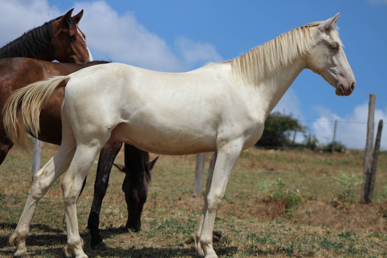 Caballo castrado PRE Pura Raza Espa&ntilde;ola En venta 2025 Cremello
