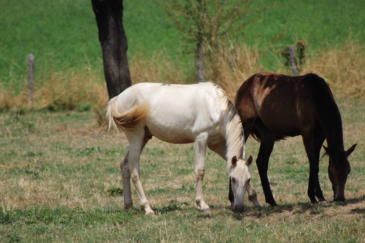 Caballo castrado PRE Pura Raza Espa&ntilde;ola En venta 2025 Cremello