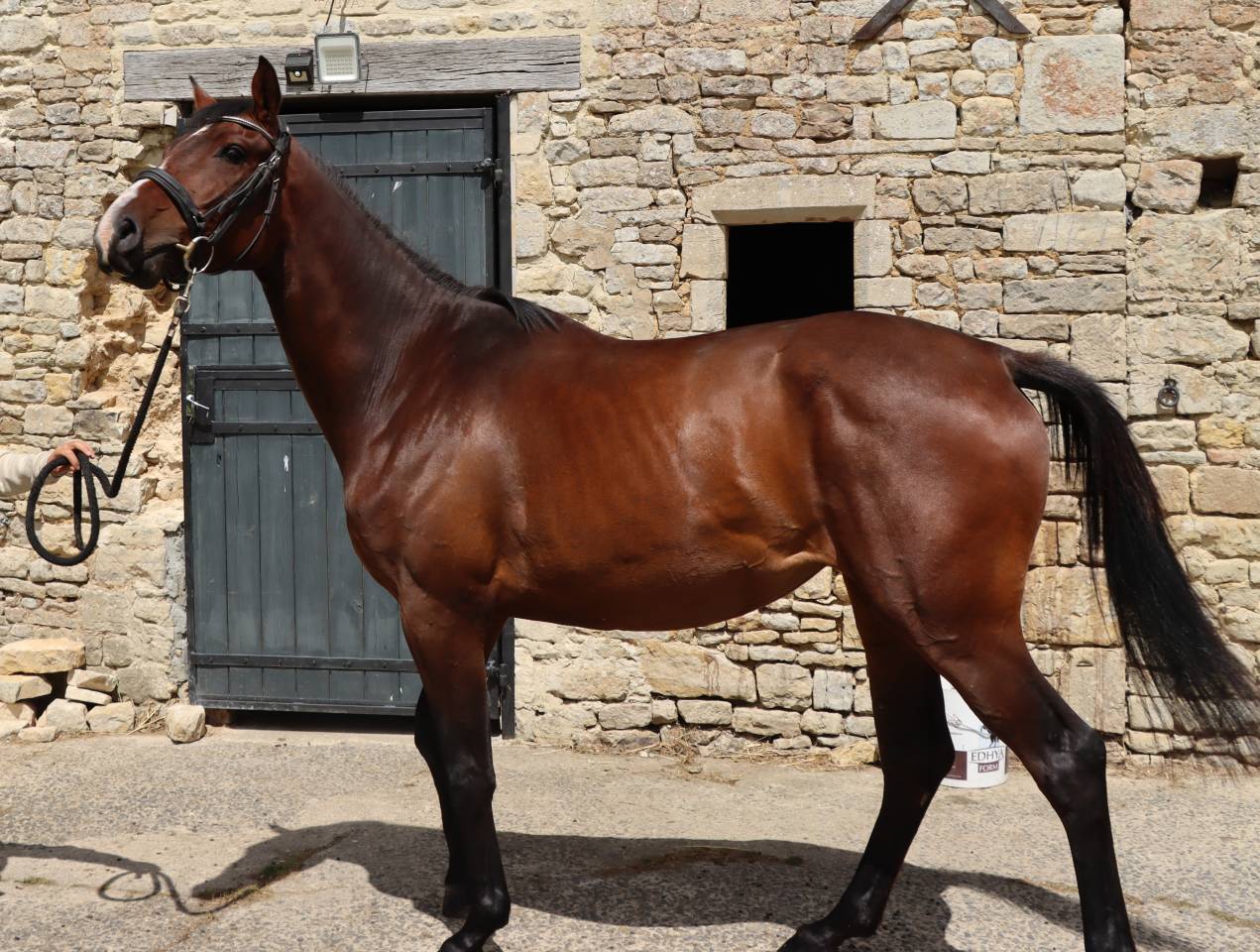 Yegua Silla Franc&eacute;s En venta 2023 Bayo por Casallo Z (CSO 160)
