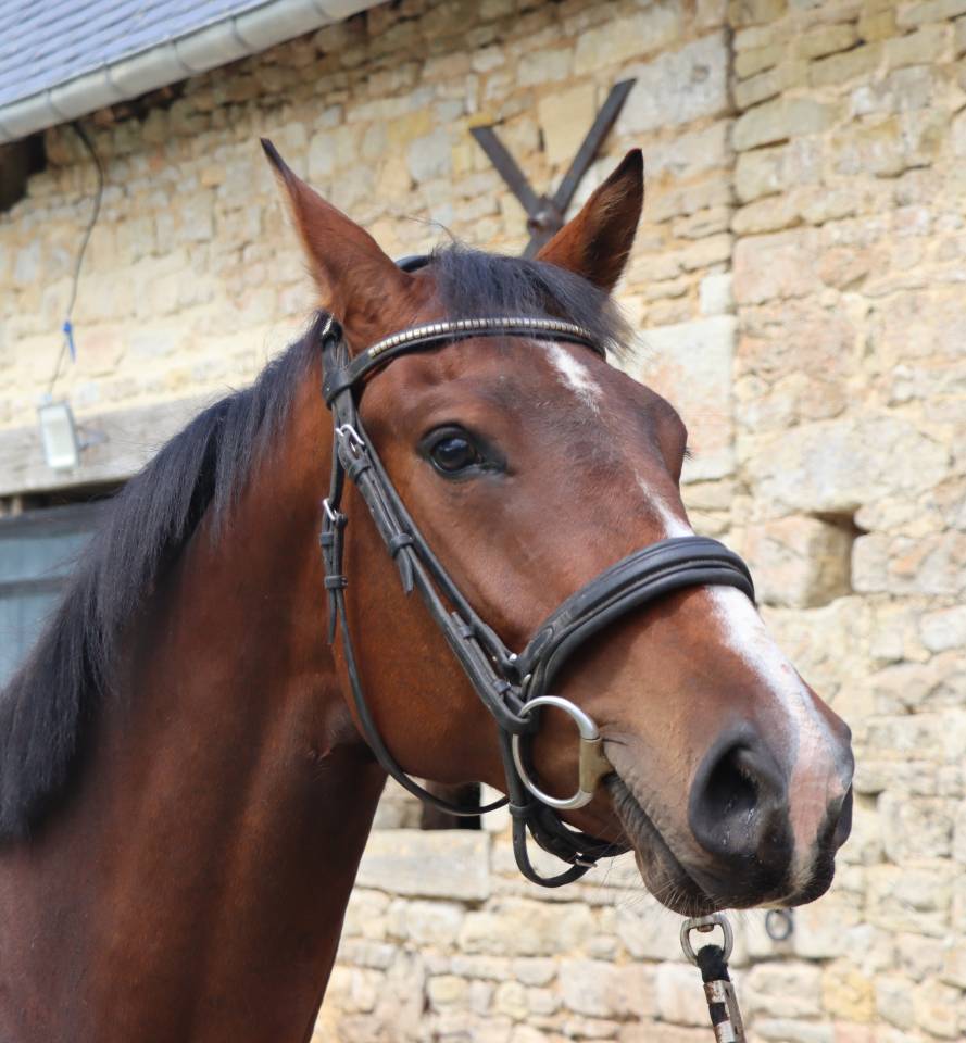 Yegua Silla Franc&eacute;s En venta 2023 Bayo por Casallo Z (CSO 160)