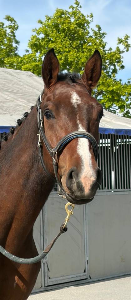 Yegua Silla Franc&eacute;s En venta 2023 Bayo por Casallo Z (CSO 160)