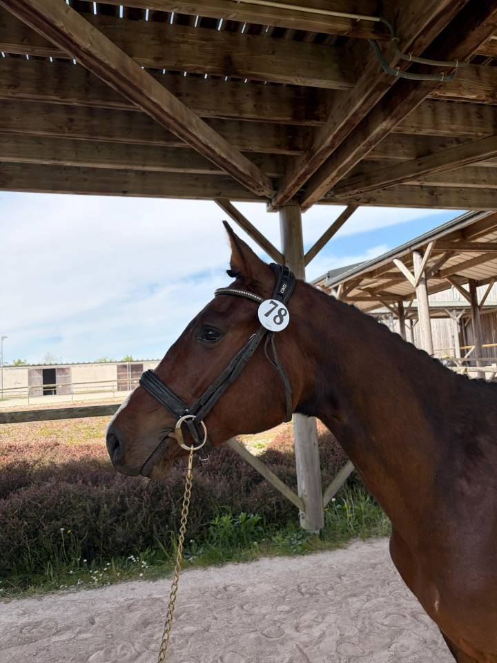 Yegua Silla Franc&eacute;s En venta 2023 Bayo por Casallo Z (CSO 160)