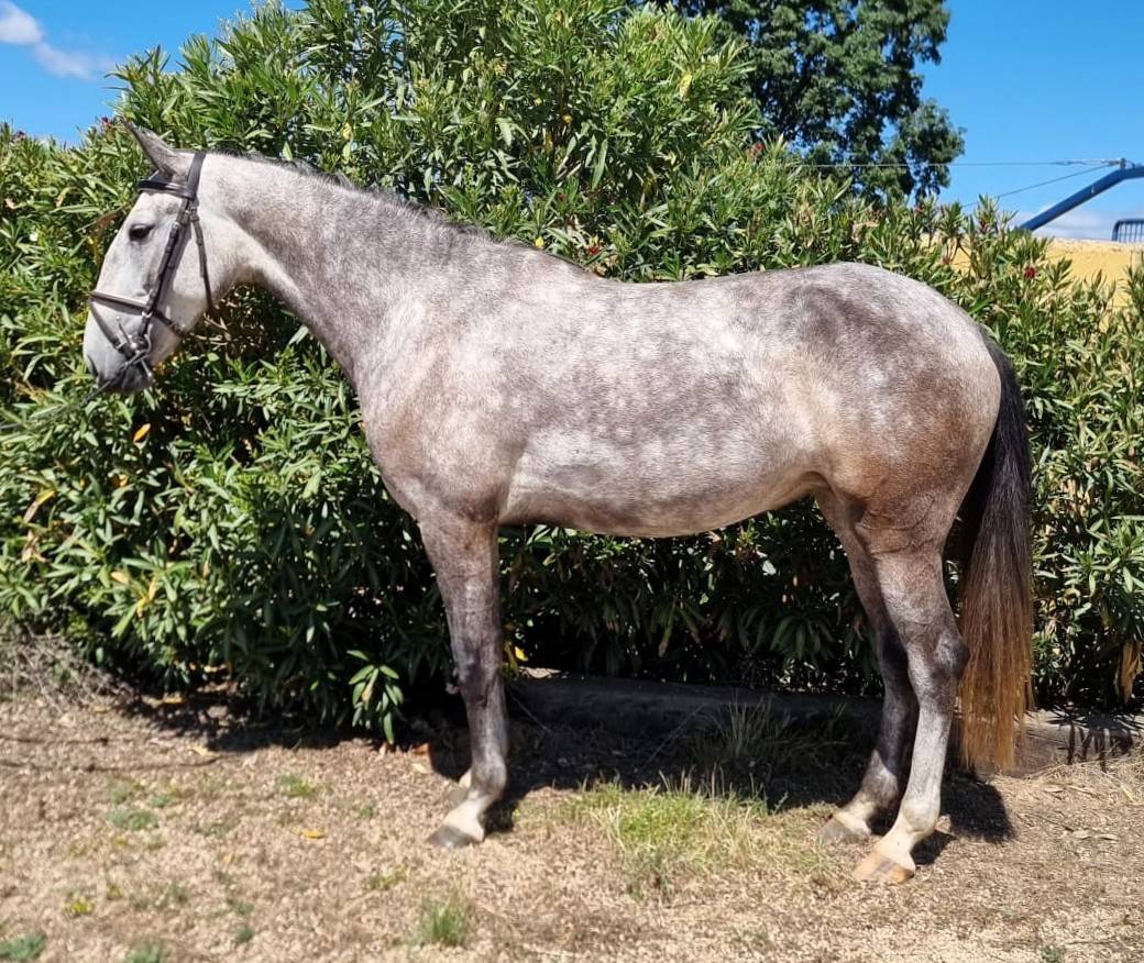 Yegua Lusitano En venta 2022 Tordo