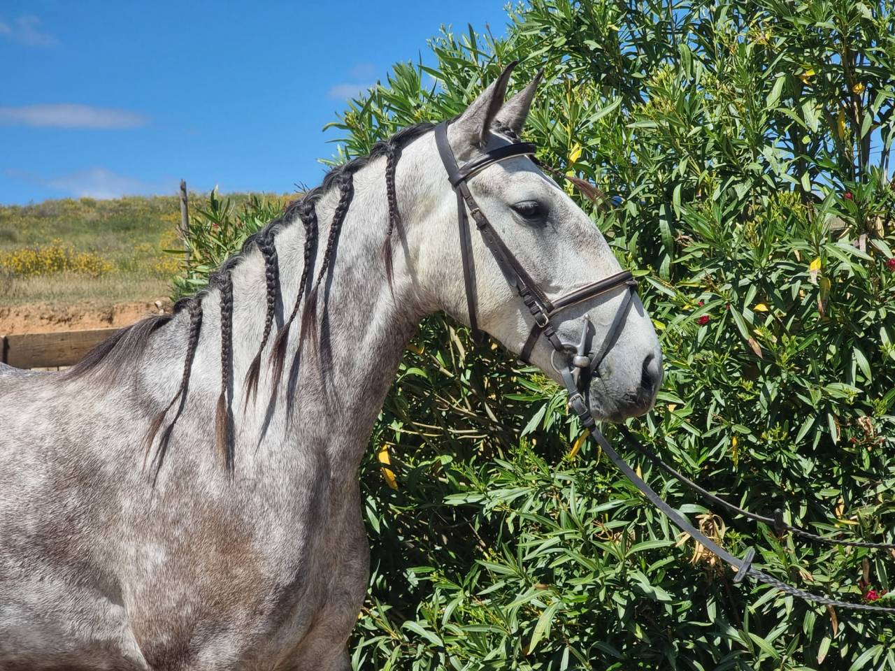Yegua Lusitano En venta 2022 Tordo