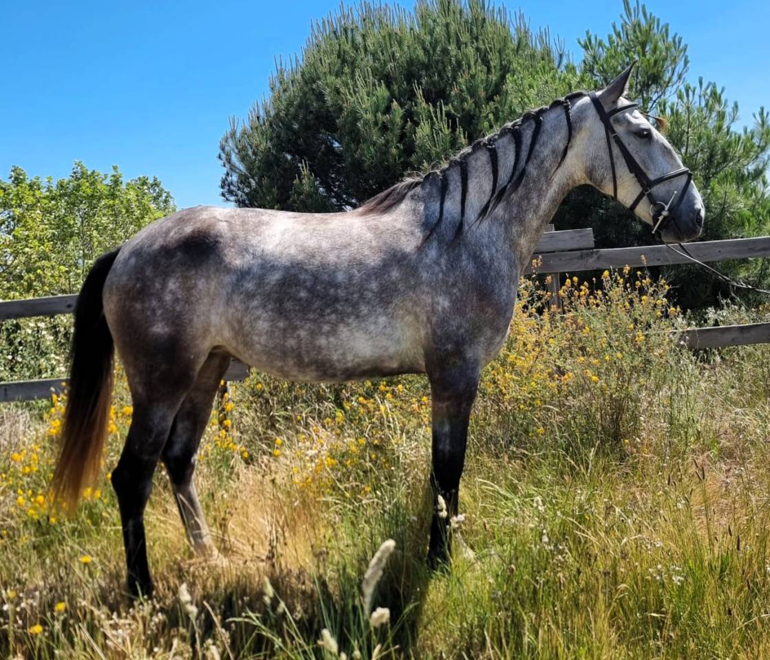 Yegua Lusitano En venta 2022 Tordo