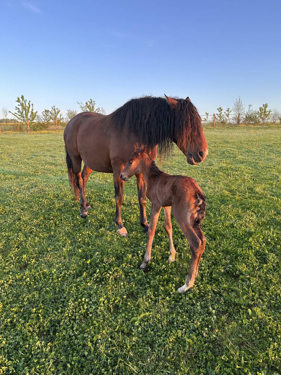 Yegua de ganader&iacute;a Lusitano En venta 2017 Bayo por SPARTACUS CSM