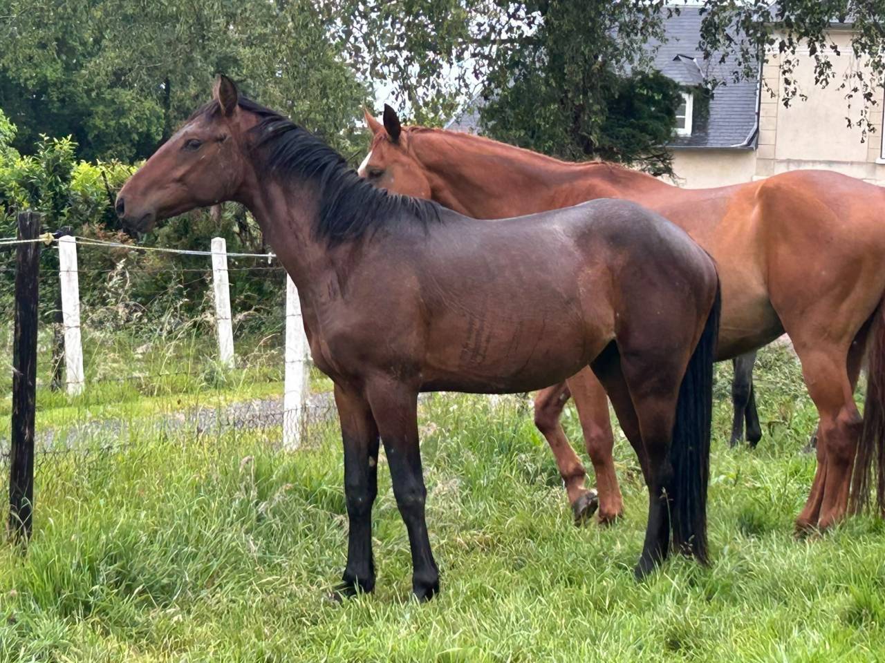 Caballo entero Origine Constat&eacute;e En venta 2024 Bayo por Herald
