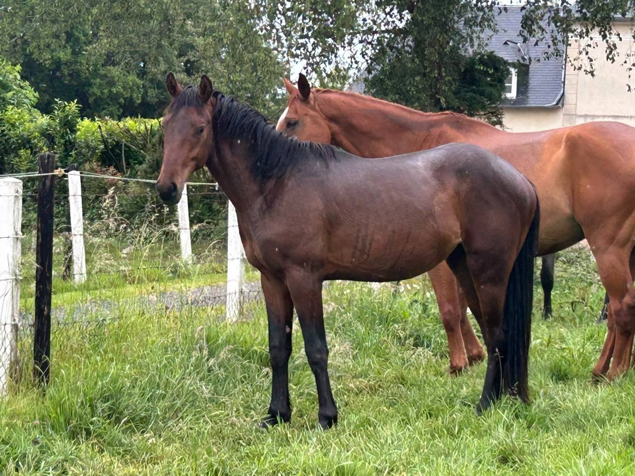 Caballo entero Origine Constat&eacute;e En venta 2024 Bayo por Herald