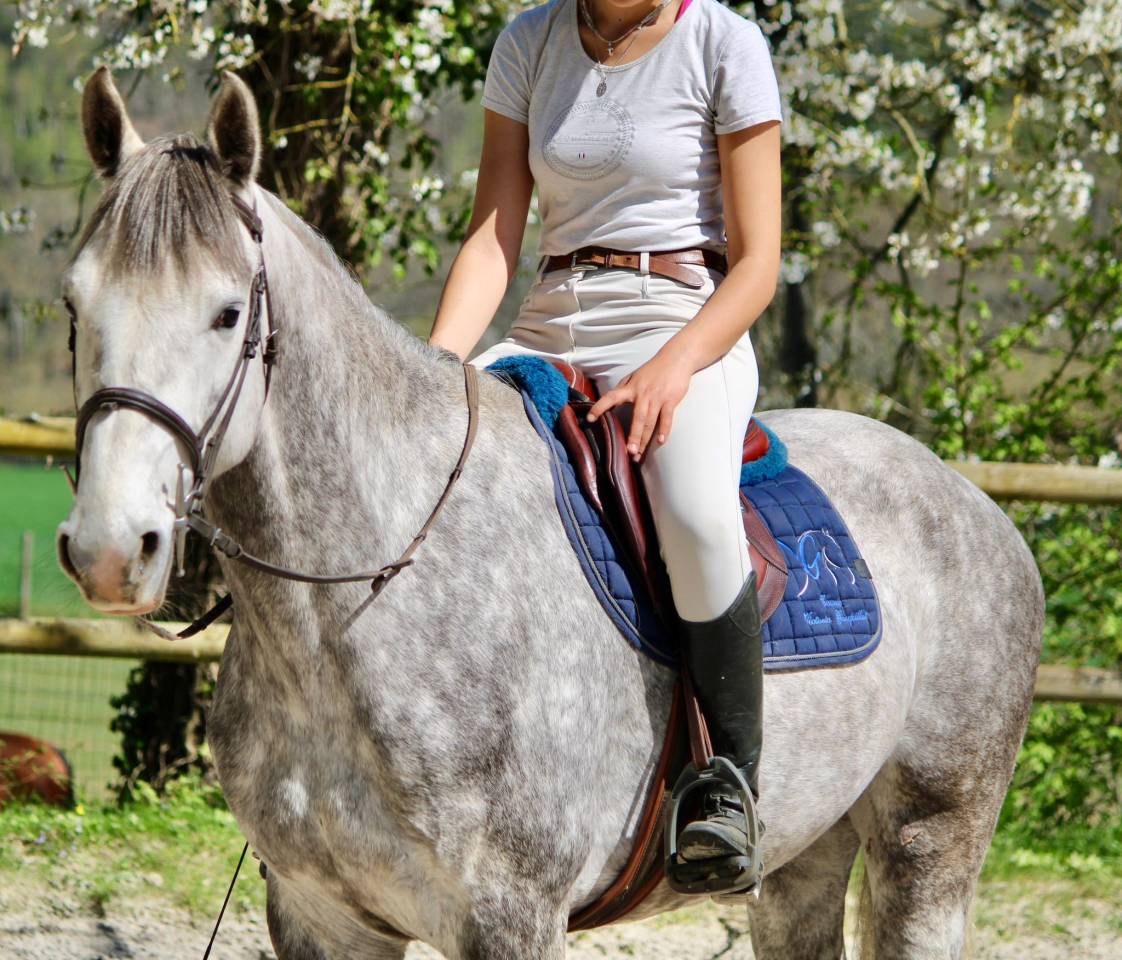 Caballo castrado Origine Constat&eacute;e En venta 2022 Bayo