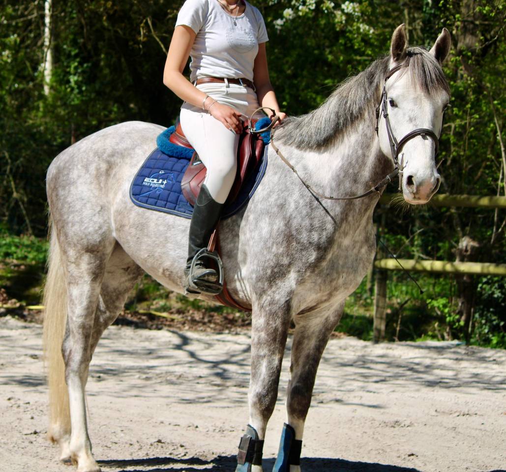 Caballo castrado Origine Constat&eacute;e En venta 2022 Bayo