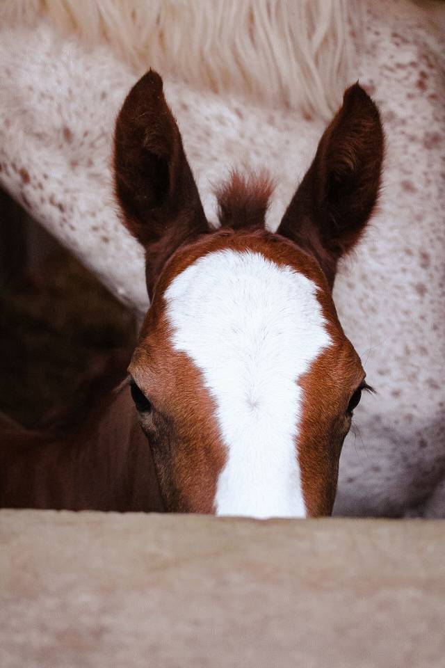 Caballo entero Welsh Part Bred En venta 2026 Alaz&aacute;n
