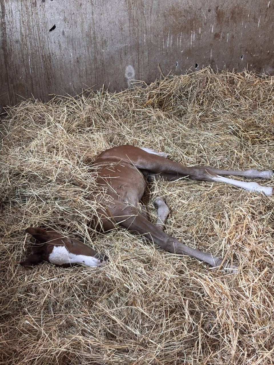 Caballo entero Welsh Part Bred En venta 2026 Alaz&aacute;n
