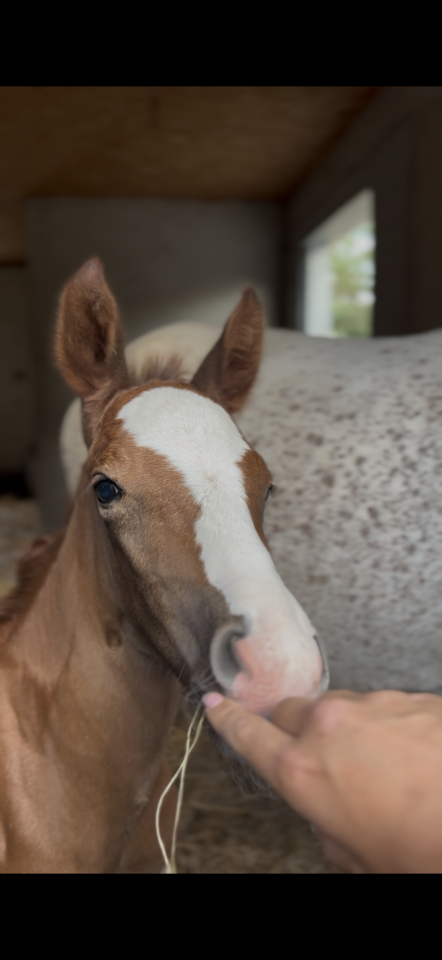 Caballo entero Welsh Part Bred En venta 2026 Alaz&aacute;n