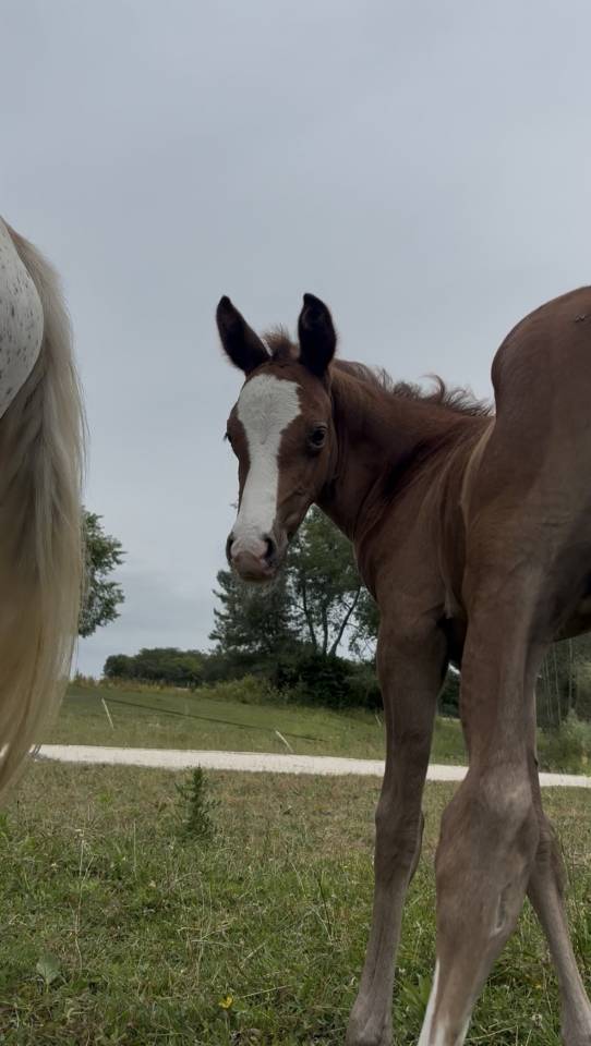 Caballo entero Welsh Part Bred En venta 2026 Alaz&aacute;n