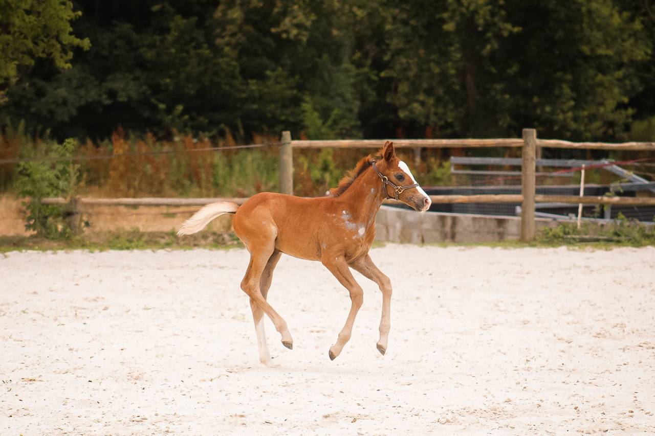 Caballo entero Welsh Part Bred En venta 2026 Alaz&aacute;n