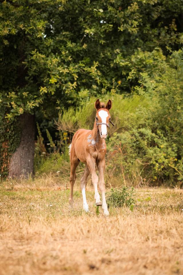 Caballo entero Welsh Part Bred En venta 2026 Alaz&aacute;n