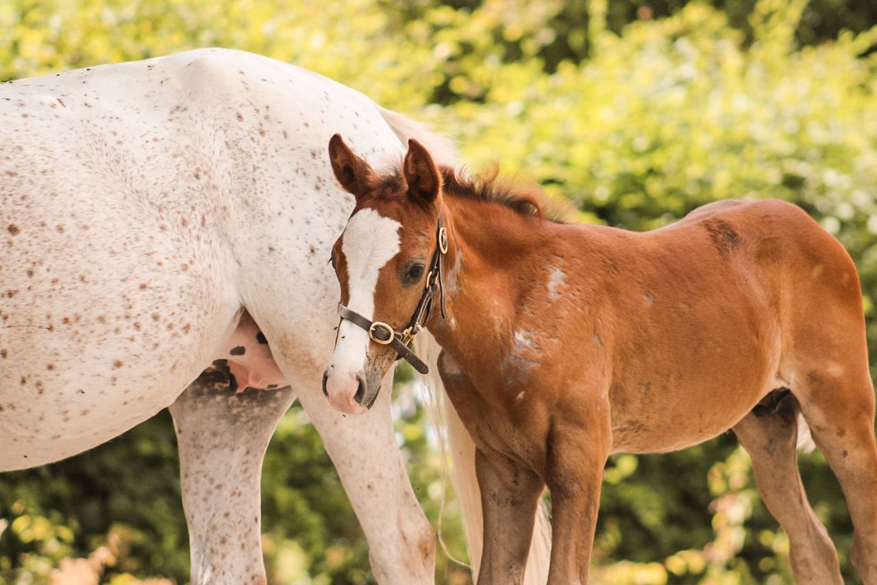 Caballo entero Welsh Part Bred En venta 2026 Alaz&aacute;n