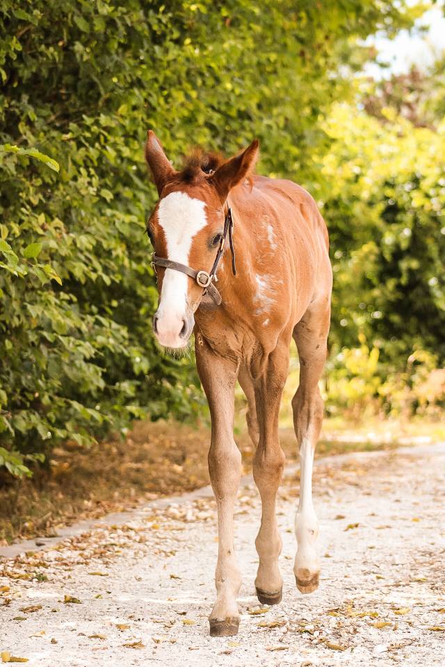 Caballo entero Welsh Part Bred En venta 2026 Alaz&aacute;n
