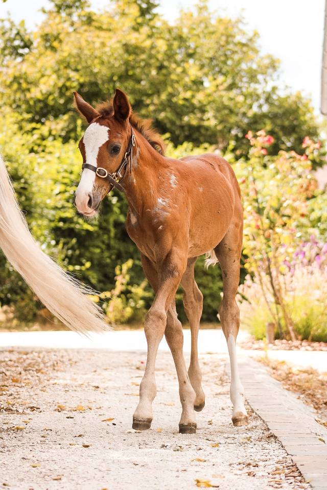 Caballo entero Welsh Part Bred En venta 2026 Alaz&aacute;n