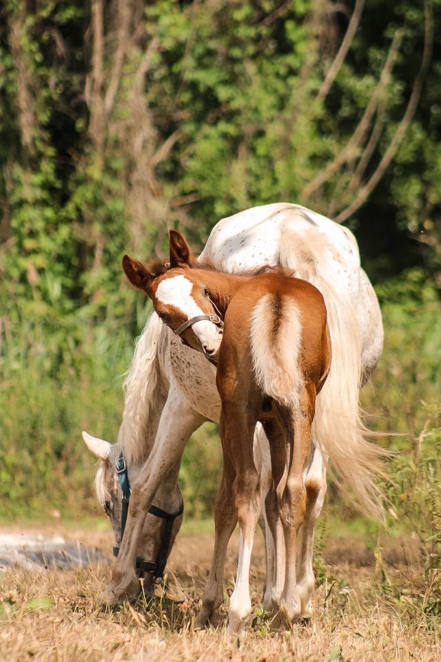 Caballo entero Welsh Part Bred En venta 2026 Alaz&aacute;n
