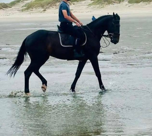 Caballo castrado Trot&oacute;n Franc&eacute;s En venta 2020 Bayo