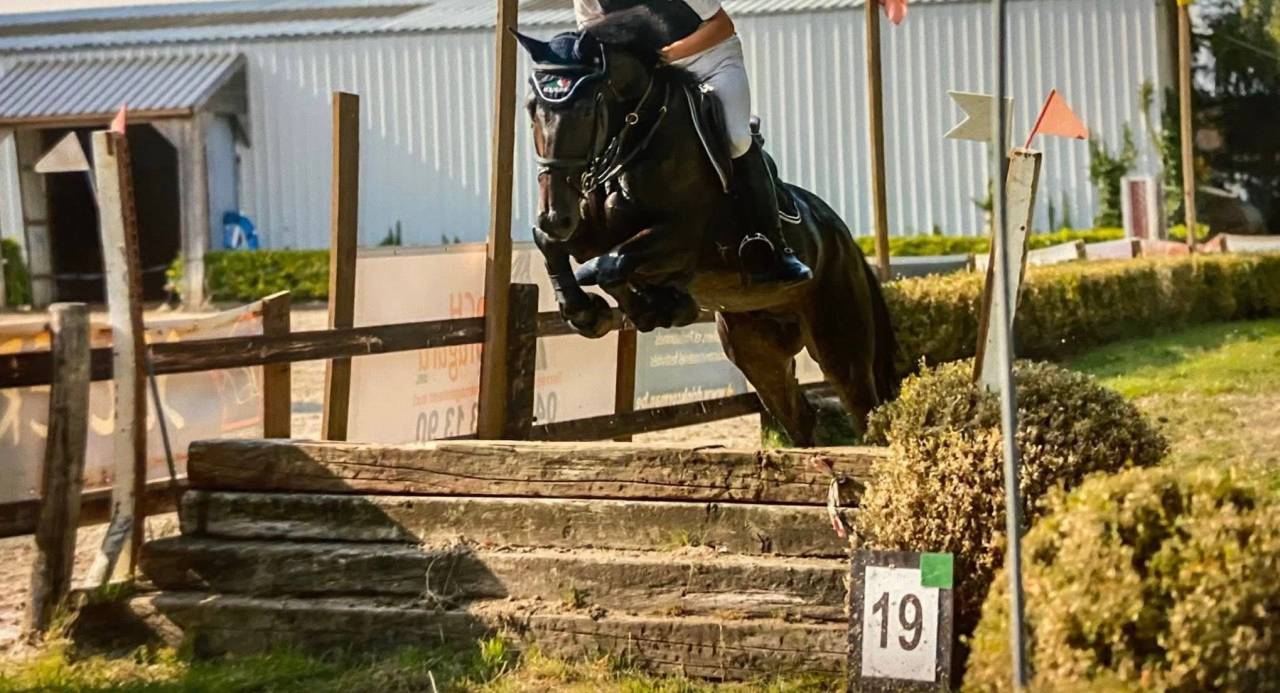 Caballo castrado Trot&oacute;n Franc&eacute;s En venta 2020 Bayo