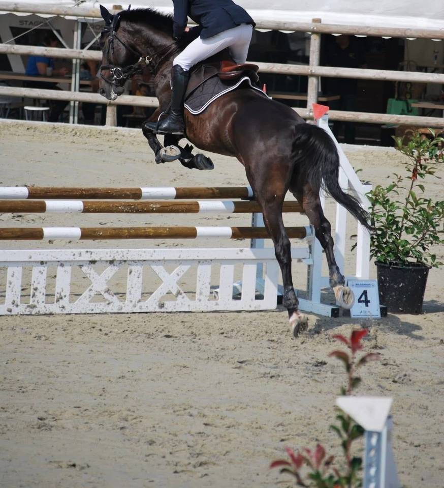 Caballo castrado Trot&oacute;n Franc&eacute;s En venta 2020 Bayo