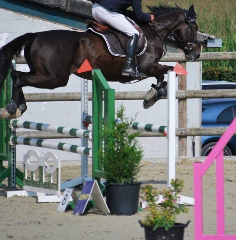Caballo castrado Trot&oacute;n Franc&eacute;s En venta 2020 Bayo