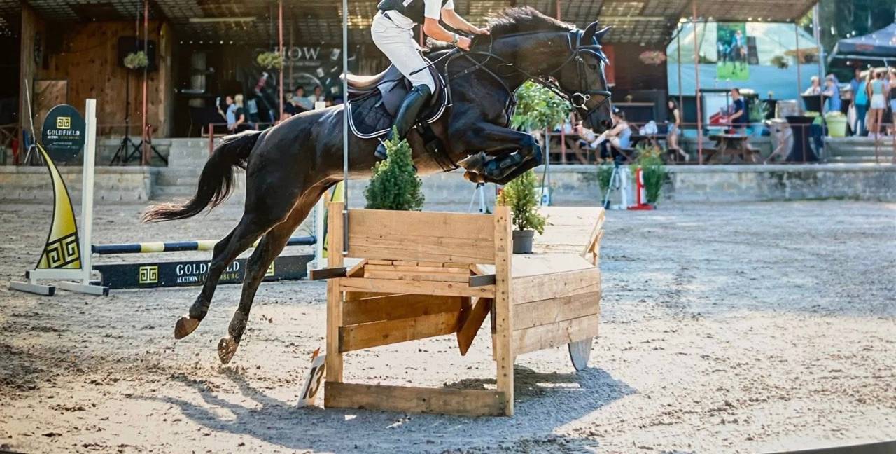Caballo castrado Trot&oacute;n Franc&eacute;s En venta 2020 Bayo