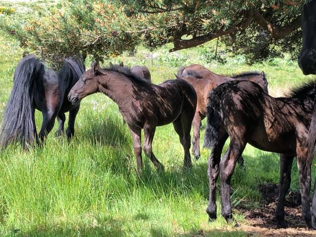 Potro M&eacute;rens En venta 2026 Negro