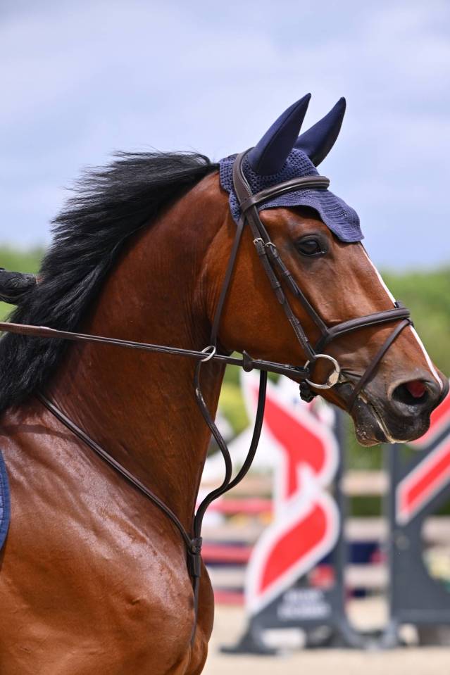 Caballo castrado sBs Caballo de Deporte Belga En venta 2020 Bayo