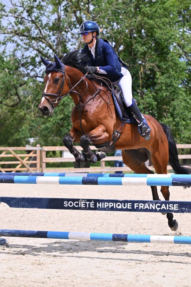 Caballo castrado sBs Caballo de Deporte Belga En venta 2020 Bayo