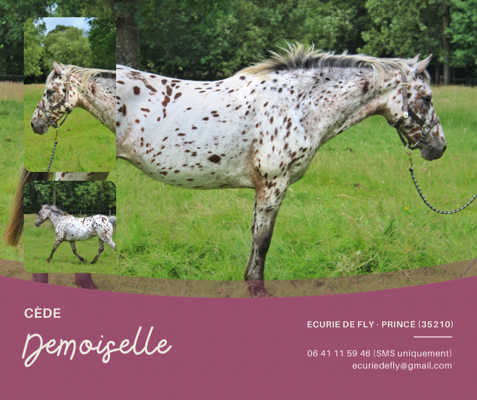 Yegua Origen No Constatado En venta 2013 Appaloosa