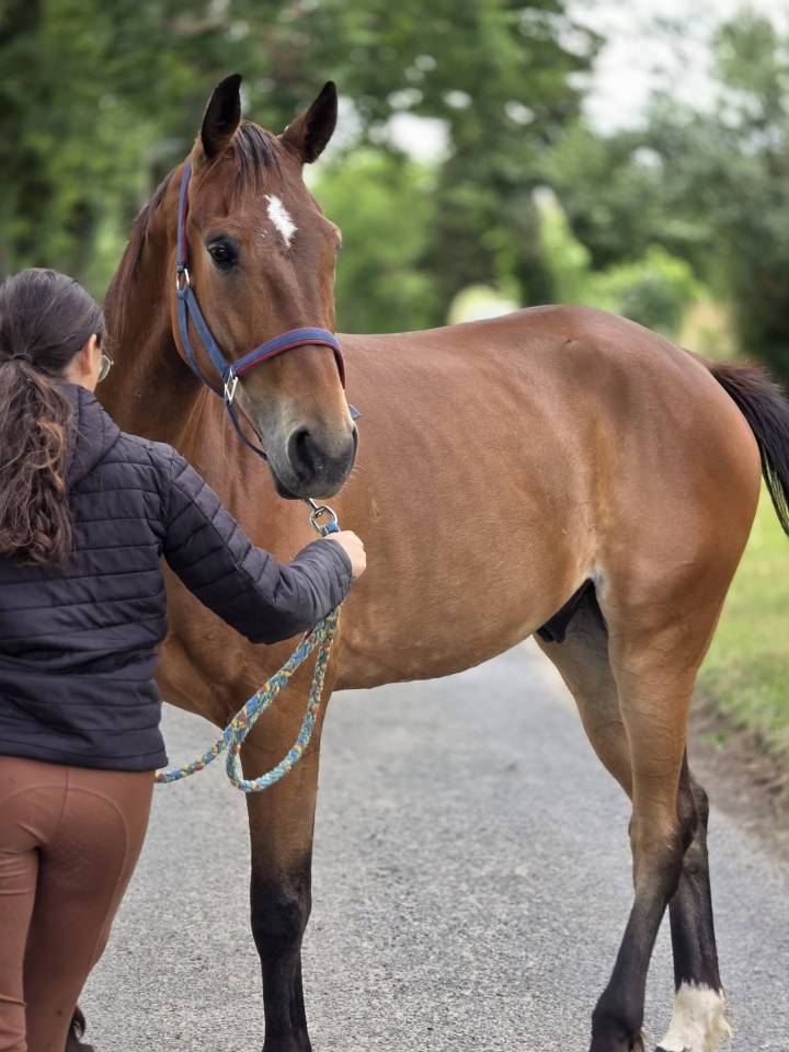 Caballo castrado Trot&oacute;n Franc&eacute;s En venta 2021 Bayo