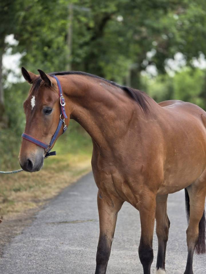 Caballo castrado Trot&oacute;n Franc&eacute;s En venta 2021 Bayo