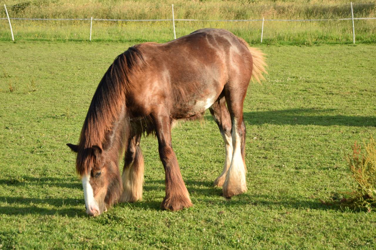 Potro Gypsy Cob En venta 2025 Bayo moreno por Cillbarra Master Of Poppets