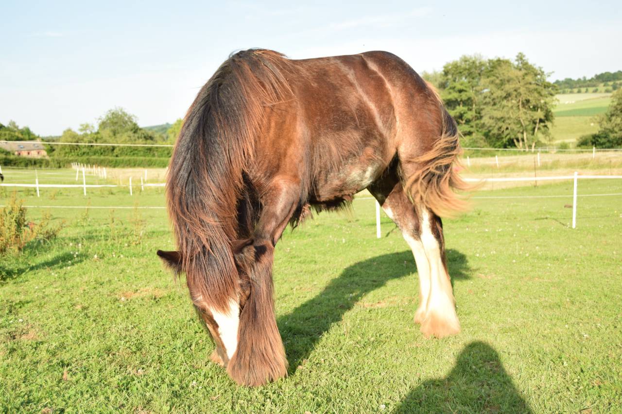 Potro Gypsy Cob En venta 2025 Bayo moreno por Cillbarra Master Of Poppets