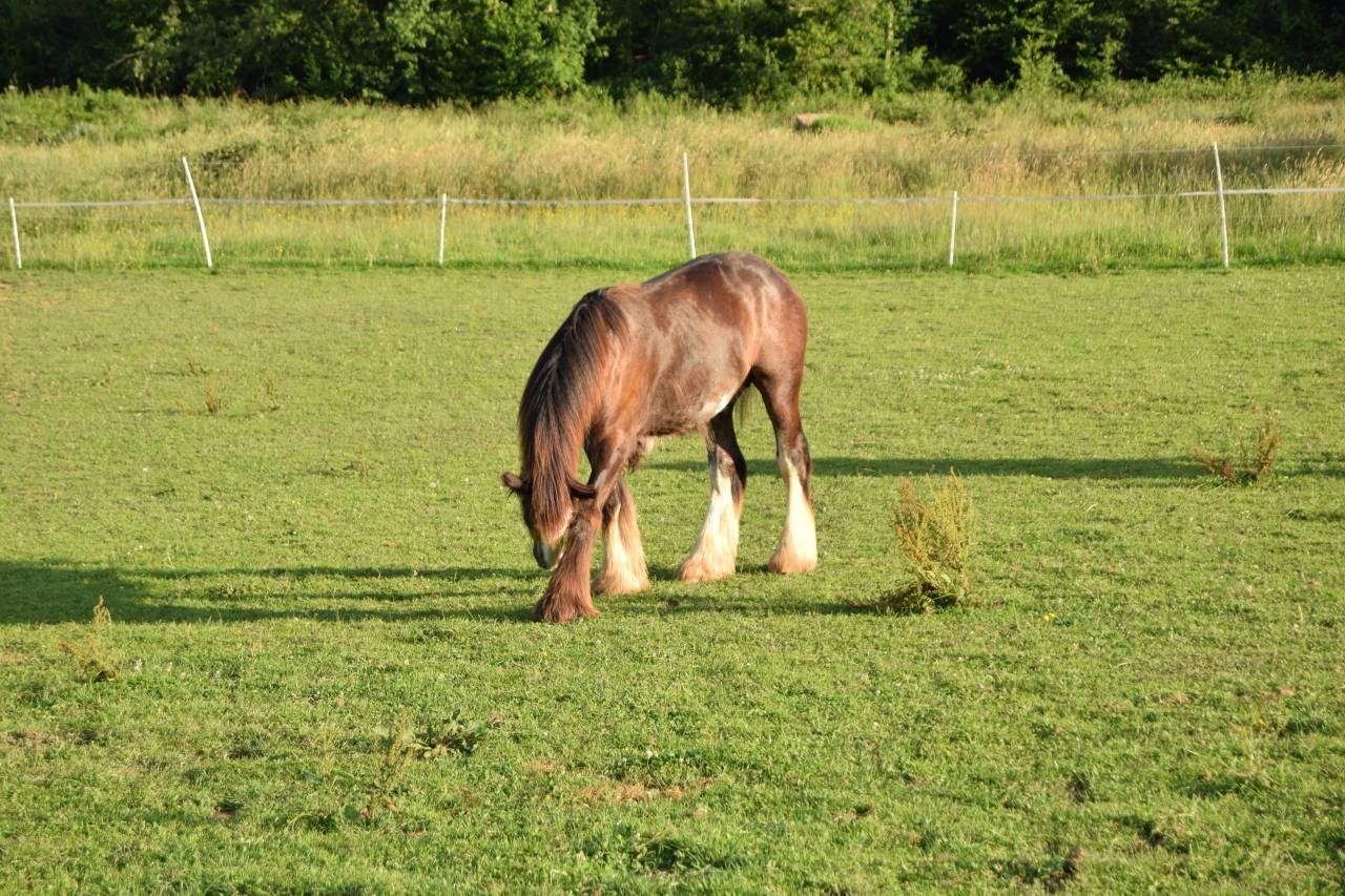 Potro Gypsy Cob En venta 2025 Bayo moreno por Cillbarra Master Of Poppets