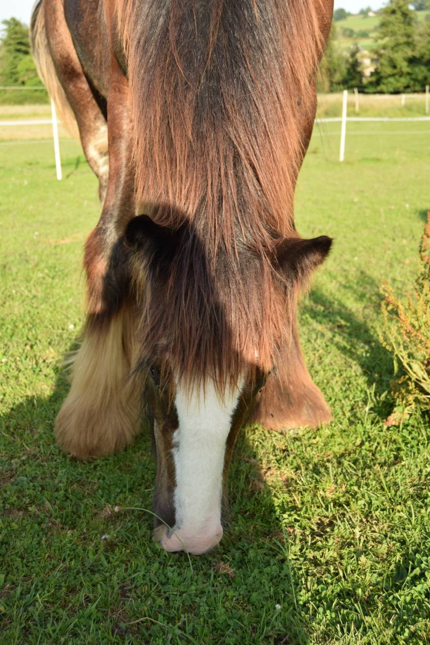 Potro Gypsy Cob En venta 2025 Bayo moreno por Cillbarra Master Of Poppets