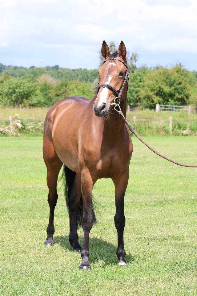 Yegua Silla Franc&eacute;s En venta 2021 Bayo por BALOU STAR