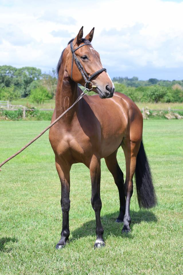 Yegua Silla Franc&eacute;s En venta 2021 Bayo por BALOU STAR