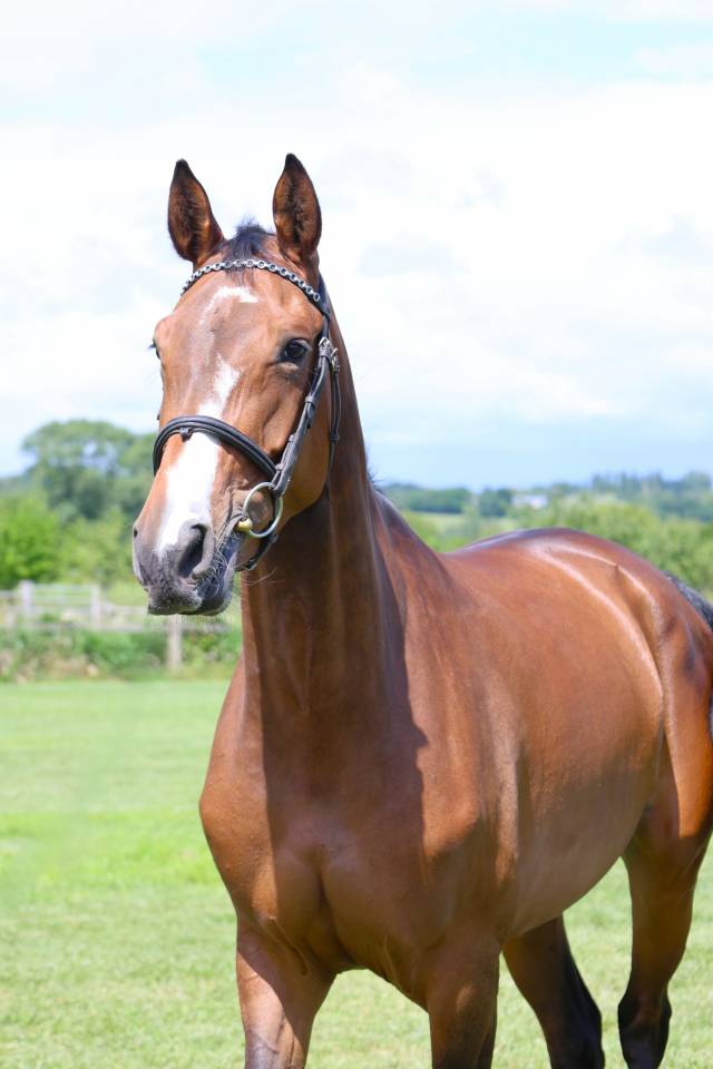 Yegua Silla Franc&eacute;s En venta 2021 Bayo por BALOU STAR